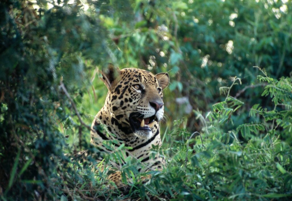 Though it broke his heart, Schaller’s work in the 1970s in Brazil’s Pantanal began the recovery of the New World’s only great cat.