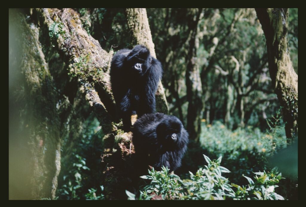Scanned from 35mm slides held by George Schaller.