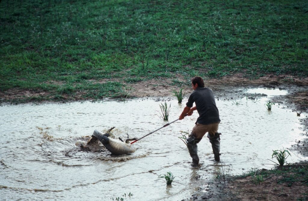 George gets his caiman, Brazil's Pantanal