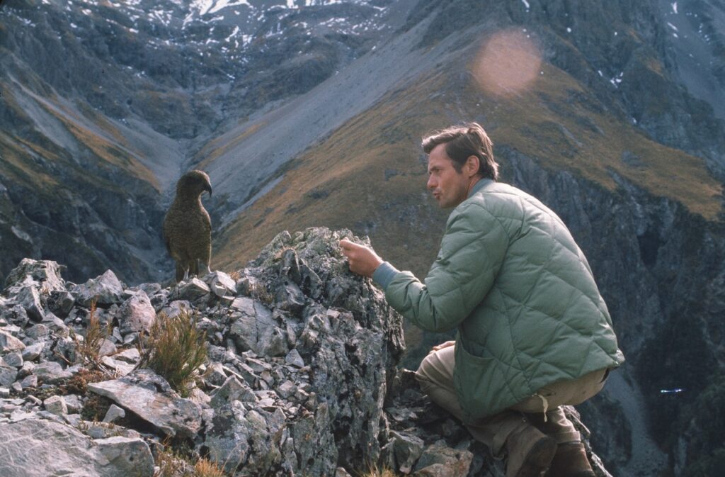 Calling on a Kea parrot, New Zealand, 1974