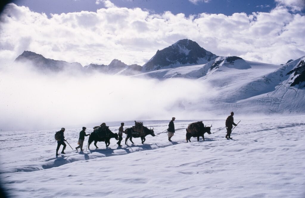 Schaller's minimalist yak caravan crossing 15,400' Darkot Pass, Chitral, Pakistan
