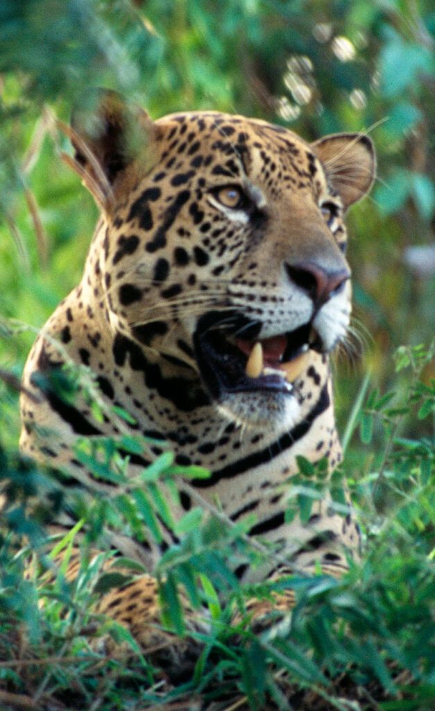 The New World's only great cat